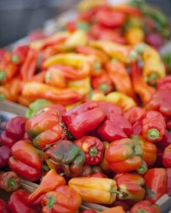 All-in-One Salsa Garden Variety Pack -seedsnow Sales Store shutterstock 122321005