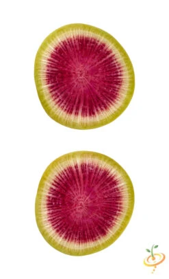 Radish - Watermelon -seedsnow Sales Store shutterstock 123961951