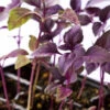 Basil, Dark Opal Purple 1 Basil, Dark Opal Purple -seedsnow Sales Store shutterstock 124483333
