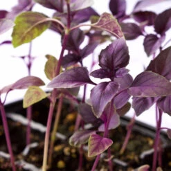 Basil, Dark Opal Purple