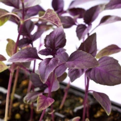 Basil, Dark Opal Purple -seedsnow Sales Store shutterstock 124483333 1000x b9717f38 7d6a 478b b0f9 891c57693062