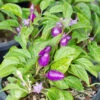 Pepper (Hot) - Pretty Purple 🔥🔥🔥🔥 -seedsnow Sales Store shutterstock 127563998 700x e71e863e 7df5 48c9 9eb3 c6bb40351ce1