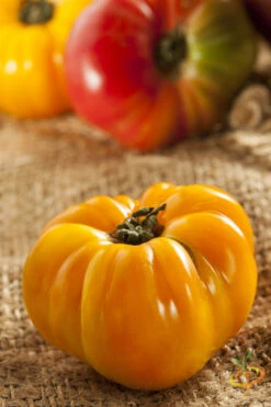 Tomato - Brandywine, Yellow (Indeterminate) 13 Tomato - Brandywine, Yellow (Indeterminate) -seedsnow Sales Store shutterstock 133977218