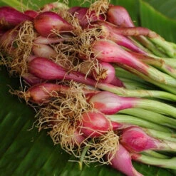 Onion - Crimson Forest (Bunching)