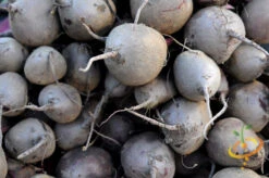 Radish - Purple Plum -seedsnow Sales Store shutterstock 137331587