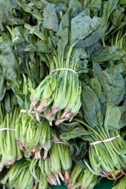 Spinach - America -seedsnow Sales Store shutterstock 141482317