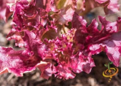 Lettuce - Lollo Rossa -seedsnow Sales Store shutterstock 142580608