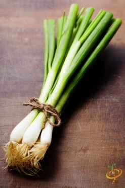 Onion - Lisbon, White (Bunching) -seedsnow Sales Store shutterstock 145330885