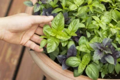 Basil, Herb Mix 9 Basil, Herb Mix -seedsnow Sales Store shutterstock 146887616 grande df4c827b d48d 4605 9b53 e05b6f4e844c