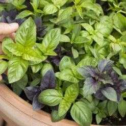 Basil, Herb Mix