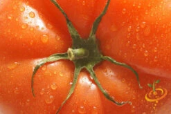 Tomato - Mortgage Lifter (Indeterminate) -seedsnow Sales Store shutterstock 147915560
