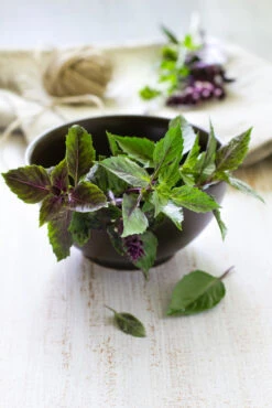 Basil, Licorice -seedsnow Sales Store shutterstock 148751564