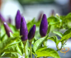 Pepper (Hot) - Pretty Purple 🔥🔥🔥🔥 -seedsnow Sales Store shutterstock 149255039