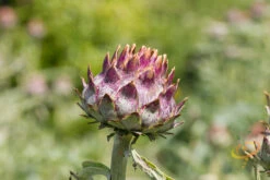 Cardoon (Purple Artichoke Thistle) 17 Cardoon (Purple Artichoke Thistle) -seedsnow Sales Store shutterstock 151783457