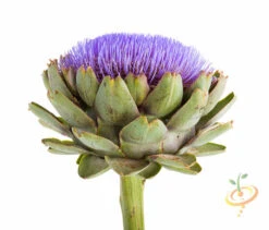 Artichoke - Green Globe -seedsnow Sales Store shutterstock 154067786