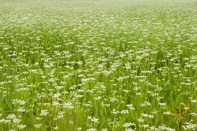 Caraway 8 Caraway - Image 6