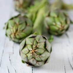 Artichoke - Green Globe -seedsnow Sales Store shutterstock 166849046