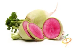 Radish - Watermelon -seedsnow Sales Store shutterstock 166946006