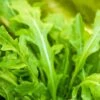 Arugula - Roquette (Rocket) -seedsnow Sales Store shutterstock 168186302 500x c76017b9 7b73 4d28 bfbf 86ec2f670a28