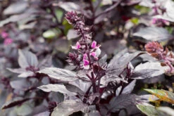 Basil, Dark Opal Purple -seedsnow Sales Store shutterstock 169624874