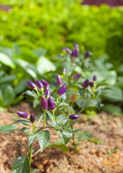 Pepper (Hot) - Purple Tiger 🔥🔥 12 Pepper (Hot) - Purple Tiger 🔥🔥 -seedsnow Sales Store shutterstock 169744190