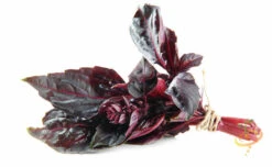 Basil, Red Velvet Leaf -seedsnow Sales Store shutterstock 169892807