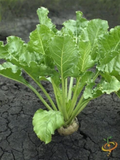 Beet - Detroit (White) -seedsnow Sales Store shutterstock 171836315
