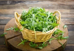 Arugula - Roquette (Rocket) -seedsnow Sales Store shutterstock 179440511
