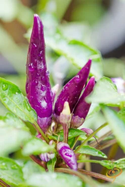 Pepper (Hot) - Cayenne, Purple 🔥🔥🔥 -seedsnow Sales Store shutterstock 185839925