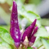 Pepper (Hot) - Cayenne, Purple 🔥🔥🔥 -seedsnow Sales Store shutterstock 185839925 700x 8785d803 dab6 4bb8 bd6b 1b7857775321