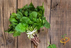 Spinach - America -seedsnow Sales Store shutterstock 186409094