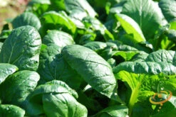 Spinach - Matador Viking -seedsnow Sales Store shutterstock 194305208