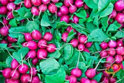 Radish - Beauty, Pink -seedsnow Sales Store shutterstock 194776640