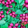 Radish - Beauty, Pink -seedsnow Sales Store shutterstock 194776640 700x 377d0026 7b47 4c49 bf44 ddbdf39d02b4