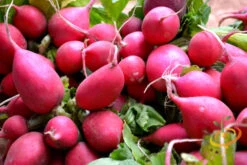 Radish - Beauty, Pink -seedsnow Sales Store shutterstock 195977252
