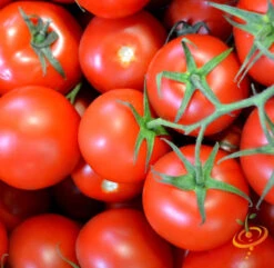 Front Page -seedsnow Sales Store shutterstock 195977270