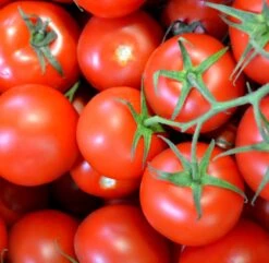 All-in-One Salsa Garden Variety Pack -seedsnow Sales Store shutterstock 195977270 510f2342 5a08 46ea bfb0 3dcce1f9b78f