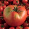 Tomato - Mortgage Lifter (Indeterminate) -seedsnow Sales Store shutterstock 198528737 700x 6a86e8e0 22c5 4f95 ace3 1ace0f27cbbc