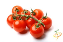 Tomato - Gardener's Delight/Sugar Lump (Indeterminate) -seedsnow Sales Store shutterstock 19869520