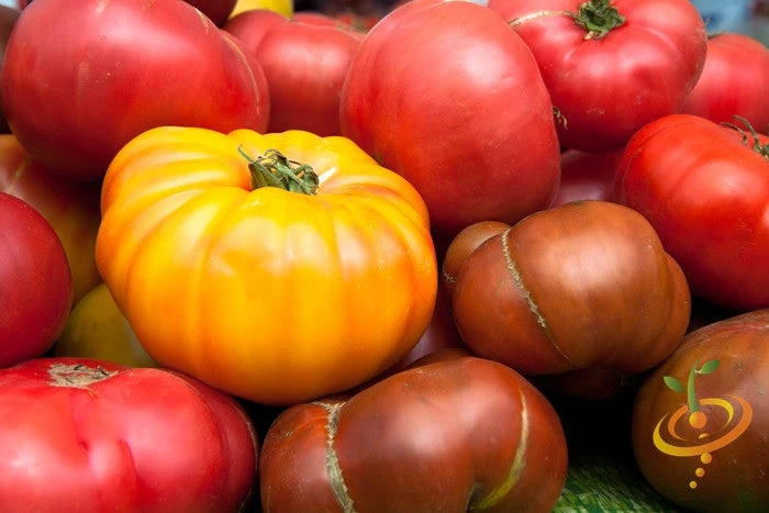 Tomato - Beefsteak, Yellow (Indeterminate) 5 Tomato - Beefsteak, Yellow (Indeterminate) - Image 3