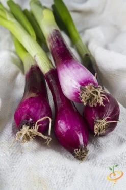 Onion - Crimson Forest (Bunching) -seedsnow Sales Store shutterstock 205389511