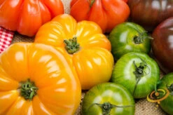 Tomato - Beefsteak, Yellow (Indeterminate) 10 Tomato - Beefsteak, Yellow (Indeterminate) -seedsnow Sales Store shutterstock 209033719