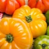 Tomato - Beefsteak, Yellow (Indeterminate) -seedsnow Sales Store shutterstock 209033719 700x 010f3a0e 3857 44bf 9fcc e393c5af2084