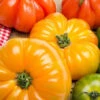 Tomato - Heritage Rainbow Mix (Indeterminate) -seedsnow Sales Store shutterstock 209033719 700x b75ebffb d608 40af 90d4 347700466d60