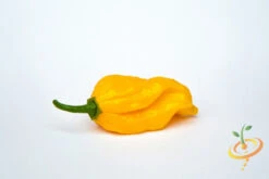Pepper (Hot) - Devil's Tongue, Yellow 🔥🔥🔥🔥🔥 13 Pepper (Hot) - Devil's Tongue, Yellow 🔥🔥🔥🔥🔥 -seedsnow Sales Store shutterstock 212459332