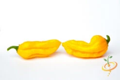 Pepper (Hot) - Devil's Tongue, Yellow 🔥🔥🔥🔥🔥 12 Pepper (Hot) - Devil's Tongue, Yellow 🔥🔥🔥🔥🔥 -seedsnow Sales Store shutterstock 212459350