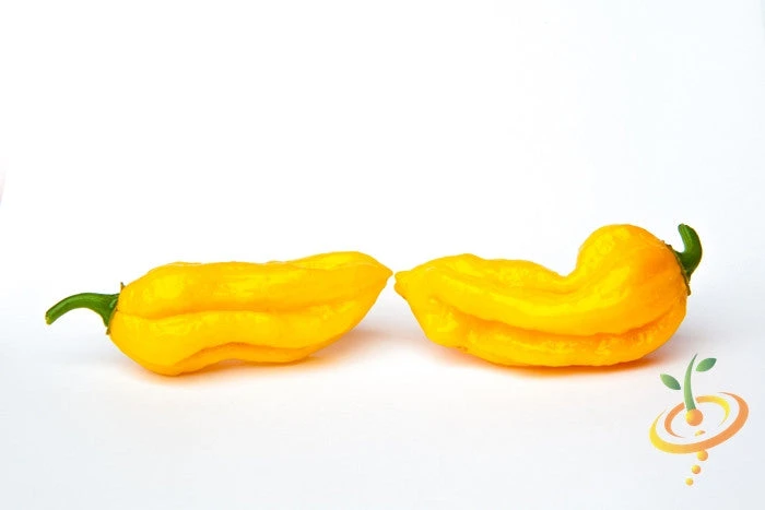 Pepper (Hot) - Devil's Tongue, Yellow 🔥🔥🔥🔥🔥 6 Pepper (Hot) - Devil's Tongue, Yellow 🔥🔥🔥🔥🔥 - Image 4