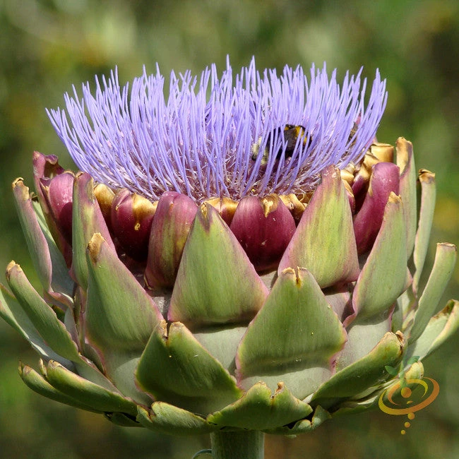 Cardoon (Purple Artichoke Thistle) 5 Cardoon (Purple Artichoke Thistle) - Image 3