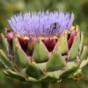 Cardoon (Purple Artichoke Thistle) -seedsnow Sales Store shutterstock 32483491 grande 9528af58 d159 4ef7 a6a6 568f7e12b5bd