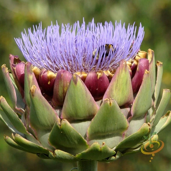 Cardoon (Purple Artichoke Thistle) 3 Cardoon (Purple Artichoke Thistle)
